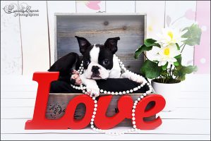 animaux-bebe-boston Photographe animalier Sarthe - Bébé boston terrier
